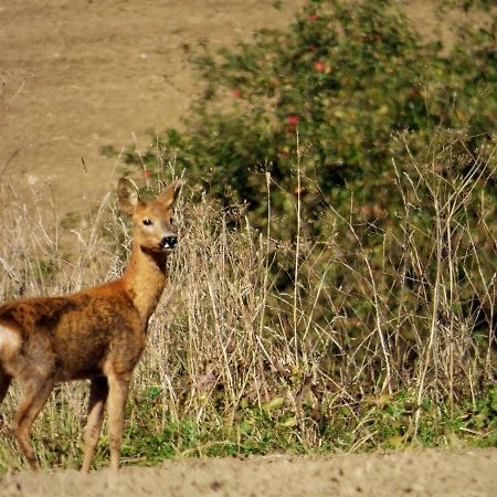 Rekreacne Zariadenie Chmelisko Pruzina Exterior foto